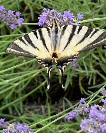 Le Couvent Saint-Jean-de-Laur