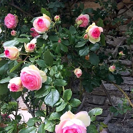Bed & Breakfast Le Couvent