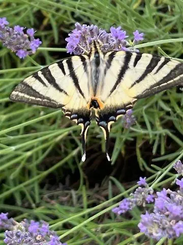 Le Couvent Saint-Jean-de-Laur