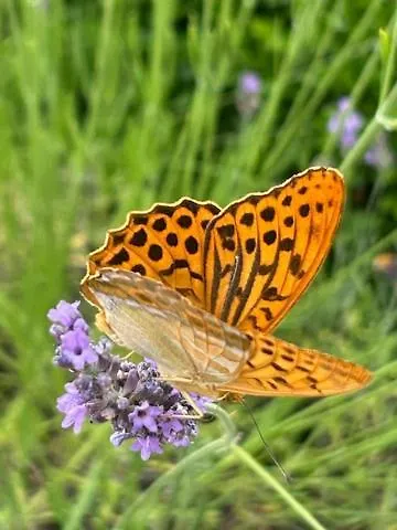 Le Couvent Couette-café